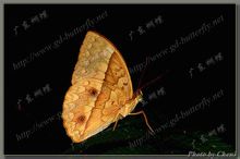 Mes patró moment Amathusiidae