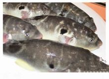 Puffer fosc