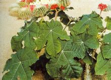 Jatropha