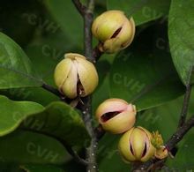 TSOONGIODENDRON