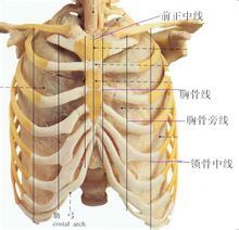 Línia mitjana anterior