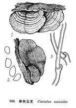 Monochrome versicolor
