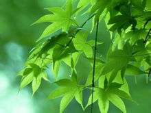 Les plantes verdes: significat bàsic