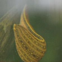 Sangonera de fuselatge ample