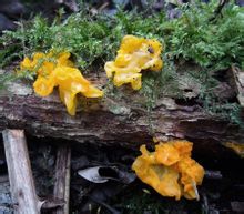 Tremella