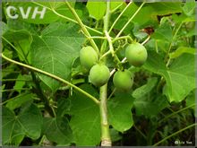 Jatropha