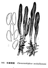 Vareta llarga coral fong