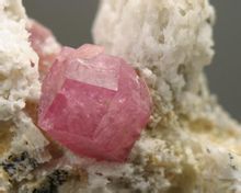 Grossularia