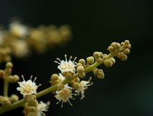 Flor Longan