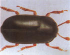 Sauce cançó Nitidulidae