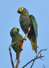 Macaw Vermell-feta bossa