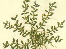 Dianxi pilota squarrosa