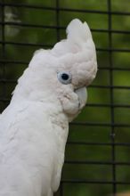 Cacatua de Bo Duke