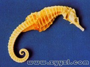Seahorse alineat