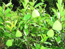 Magnolia fruita