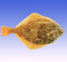 Pedra palaia