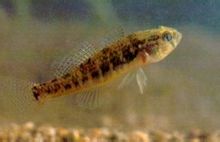 Eleotridae