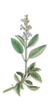 Vitex Lek