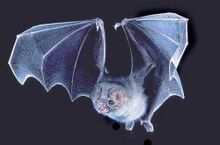 Bat