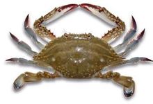 Trituberculatus