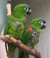 Macaw espatlla Xarxa