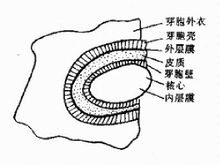 Bacillus anthracis