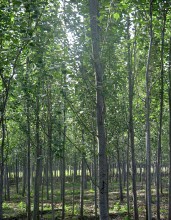 Populus