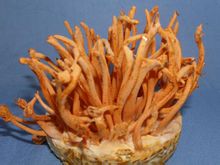 Cordyceps