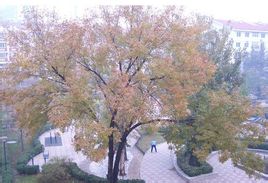 Jardins del balneari Ying Tung