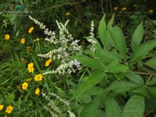 Vitex nen
