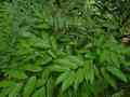 Roure