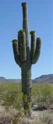 Pilars cactus