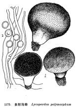 Puffball polimorfa