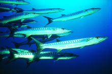 Sigui Wolf: la biomassa de peixos marins