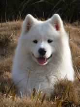 Samoyedo