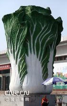 Shouguang Vegetable