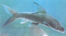 Dace Lip