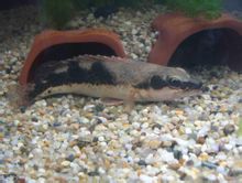 Mandarinfish cos llarg