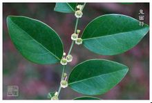 Deixa de ser un hipòcrita: Noms de Plantes