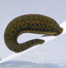 Sangonera
