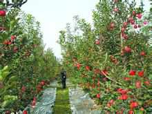 D'Apple Whitewater