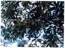 Yunnan i Vietnam Pittosporum