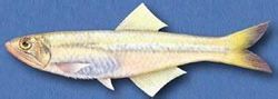 Peixos mascles Petit