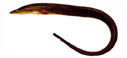 Moray