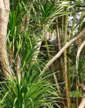 Flors Dracaena