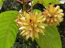 Acuminata fruita