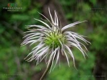 Glandulifera clematis
