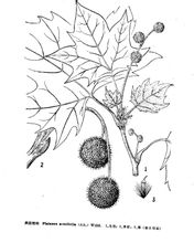 Indus britànica