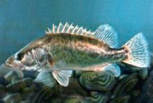 S.kneri