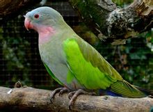 Princesa Parrot